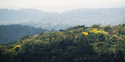 Ipês em meio à floresta, na TI Cachoeira Seca (PA), a mais desmatada da Amazônia em 2016-2017 | Juan Doblas / ISA